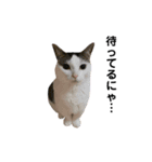 猫 マンチカン Ⅳ（個別スタンプ：7）
