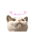 猫 マンチカン Ⅳ（個別スタンプ：8）