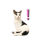 猫 マンチカン Ⅳ（個別スタンプ：10）