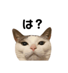 猫 マンチカン Ⅳ（個別スタンプ：11）
