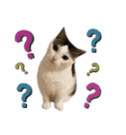 猫 マンチカン Ⅳ（個別スタンプ：12）