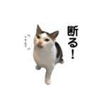 猫 マンチカン Ⅳ（個別スタンプ：13）