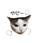 猫 マンチカン Ⅳ（個別スタンプ：14）