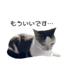 猫 マンチカン Ⅳ（個別スタンプ：15）