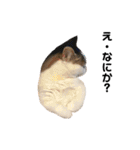 猫 マンチカン Ⅳ（個別スタンプ：16）