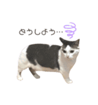 猫 マンチカン Ⅳ（個別スタンプ：17）