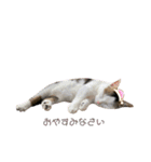 猫 マンチカン Ⅳ（個別スタンプ：18）