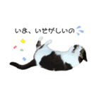 猫 マンチカン Ⅳ（個別スタンプ：19）