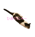 猫 マンチカン Ⅳ（個別スタンプ：20）