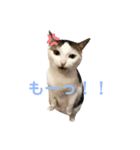 猫 マンチカン Ⅳ（個別スタンプ：22）
