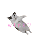 猫 マンチカン Ⅳ（個別スタンプ：23）