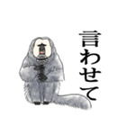 ひとことシロガオサキ（個別スタンプ：8）