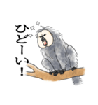 ひとことシロガオサキ（個別スタンプ：12）