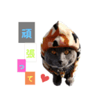 ロワくんとノルくんの仲良しタイムズ（個別スタンプ：13）