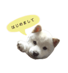 Ms.Shiroshiba（個別スタンプ：1）