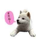 Ms.Shiroshiba（個別スタンプ：10）