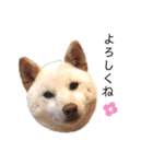 Ms.Shiroshiba（個別スタンプ：11）
