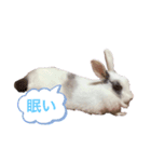 うさぎのマム（個別スタンプ：2）