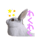 うさぎのマム（個別スタンプ：4）