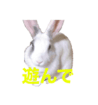 うさぎのマム（個別スタンプ：5）