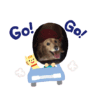 ミニチュアダックス純恋ちゃんスタンプ2（個別スタンプ：3）