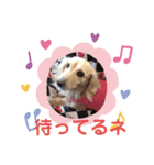 ミニチュアダックス純恋ちゃんスタンプ2（個別スタンプ：10）