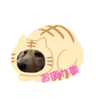 ミニチュアダックス純恋ちゃんスタンプ2（個別スタンプ：15）