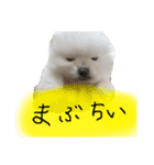 this is 毛玉（個別スタンプ：2）