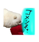this is 毛玉（個別スタンプ：3）