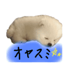 this is 毛玉（個別スタンプ：5）