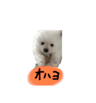 this is 毛玉（個別スタンプ：7）