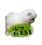 this is 毛玉（個別スタンプ：8）