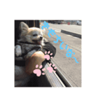 ここあわんわんにゃん（個別スタンプ：1）