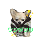 ここあわんわんにゃん（個別スタンプ：2）