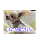 ここあわんわんにゃん（個別スタンプ：4）