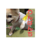 ここあわんわんにゃん（個別スタンプ：5）