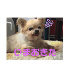 ここあわんわんにゃん（個別スタンプ：6）