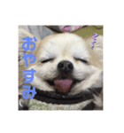 ここあわんわんにゃん（個別スタンプ：7）