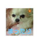 ここあわんわんにゃん（個別スタンプ：8）