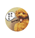 トイプードルのもっちゃんDailyスタンプ①（個別スタンプ：2）