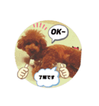 トイプードルのもっちゃんDailyスタンプ①（個別スタンプ：4）