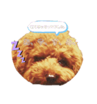 トイプードルのもっちゃんDailyスタンプ①（個別スタンプ：8）