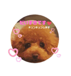トイプードルのもっちゃんDailyスタンプ①（個別スタンプ：9）