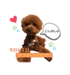 トイプードルのもっちゃんDailyスタンプ①（個別スタンプ：11）