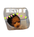 トイプードルのもっちゃんDailyスタンプ①（個別スタンプ：12）