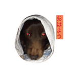 噛む犬は噛むけど、噛まへん犬は噛まへん（個別スタンプ：1）