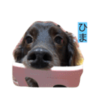 噛む犬は噛むけど、噛まへん犬は噛まへん（個別スタンプ：2）
