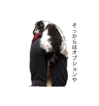 噛む犬は噛むけど、噛まへん犬は噛まへん（個別スタンプ：10）