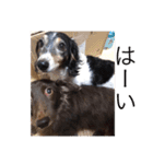 噛む犬は噛むけど、噛まへん犬は噛まへん（個別スタンプ：11）