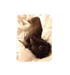 噛む犬は噛むけど、噛まへん犬は噛まへん（個別スタンプ：16）